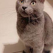 Nuage a rejoint le concours — aidez-le/la à gagner de superbes lots ! cat, gray_cat, pet, indoor, floor, tile_floor, whiskers, fur, shadow, curious, sitting, animal, cute, feline, eyes, ears, portrait, looking_up, domestic_cat, soft_lighting