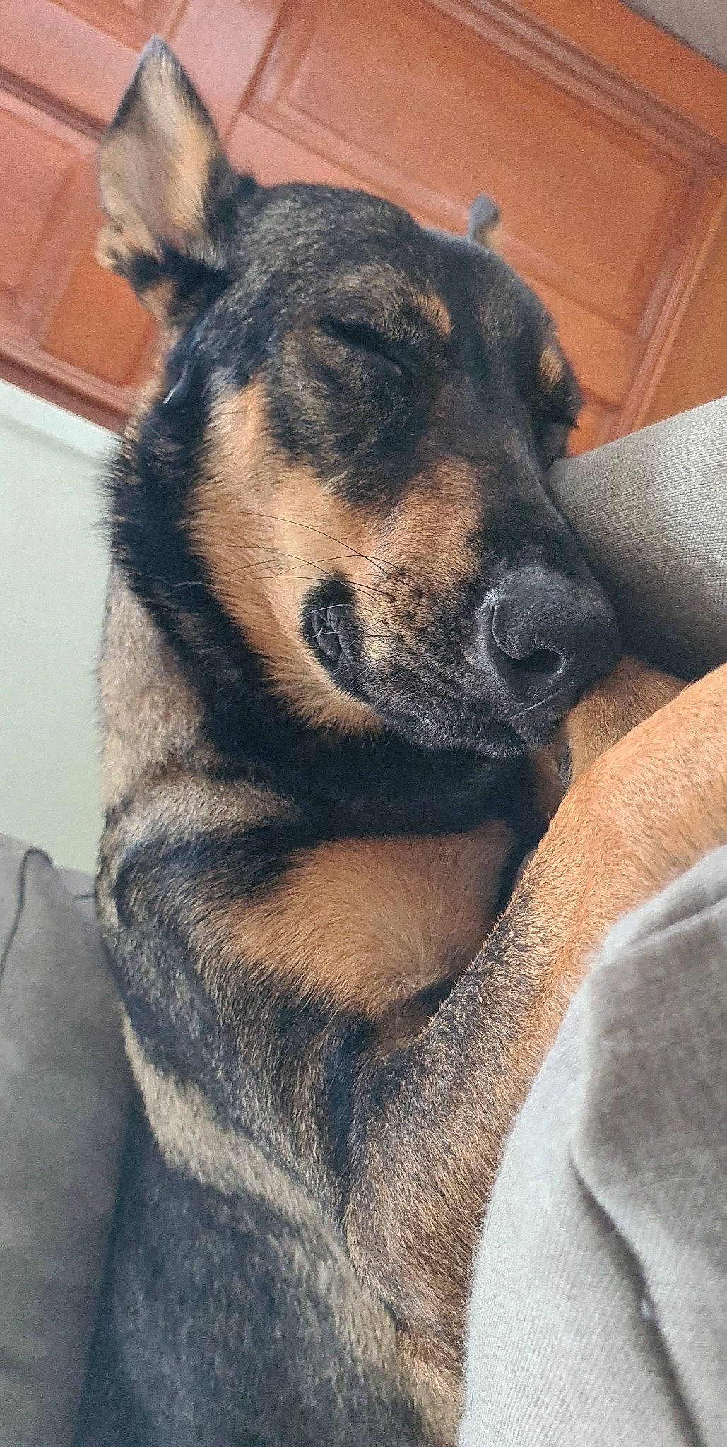 Laska participe au concours pour gagner de l'argent avec cette photo : ancient_dog_breeds, canidae, carnivore, companion_dog, dog, dog_breed, fawn, fur, guard_dog, non_sporting_group, paw, snout, sporting_group, terrestrial_animal, whiskers, window, working_animal, working_dog