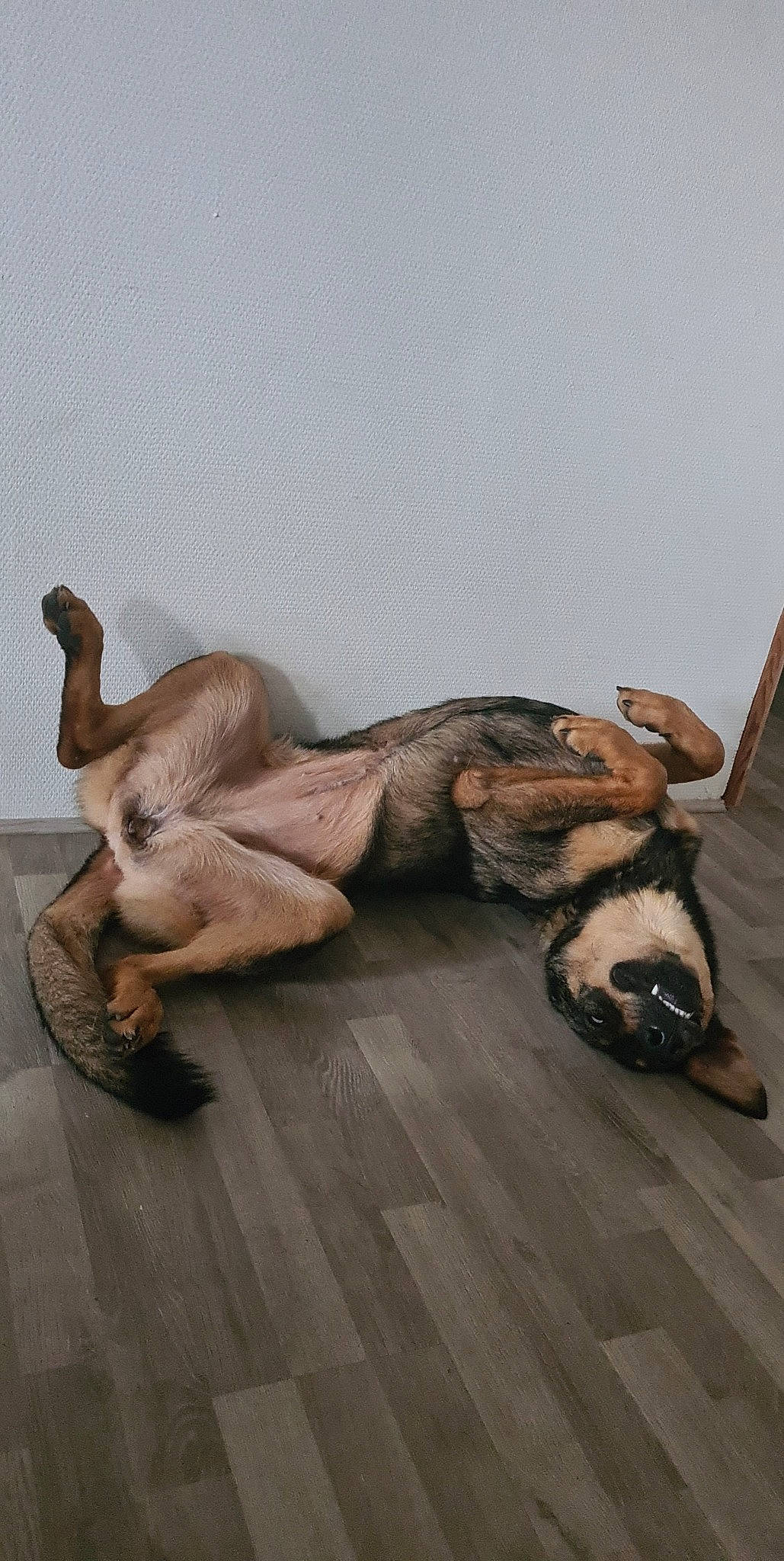 Laska participe au concours pour gagner de l'argent avec cette photo : art, canidae, comfort, companion_dog, fawn, felidae, flooring, foot, fur, hardwood, human_leg, metal, sculpture, sitting, sporting_group, tail, visual_arts, wing, wood, wood_flooring