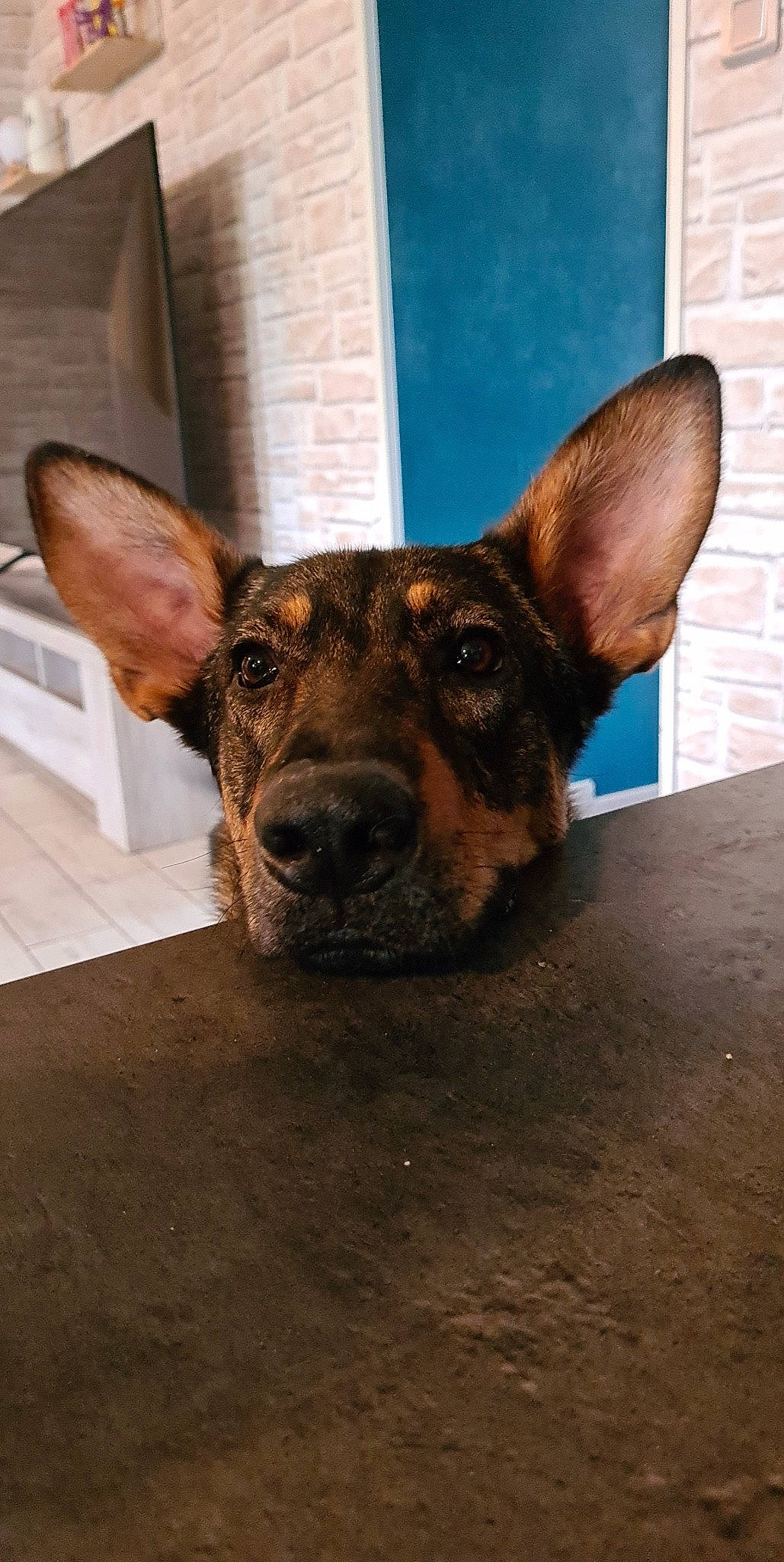 Laska a rejoint le concours — aidez-le/la à gagner de superbes lots ! canidae, carnivore, companion_dog, dog, dog_breed, ear, fawn, flooring, fur, hardwood, head, non_sporting_group, snout, sporting_group, terrestrial_animal, toy_dog, whiskers, wood, working_animal, working_dog