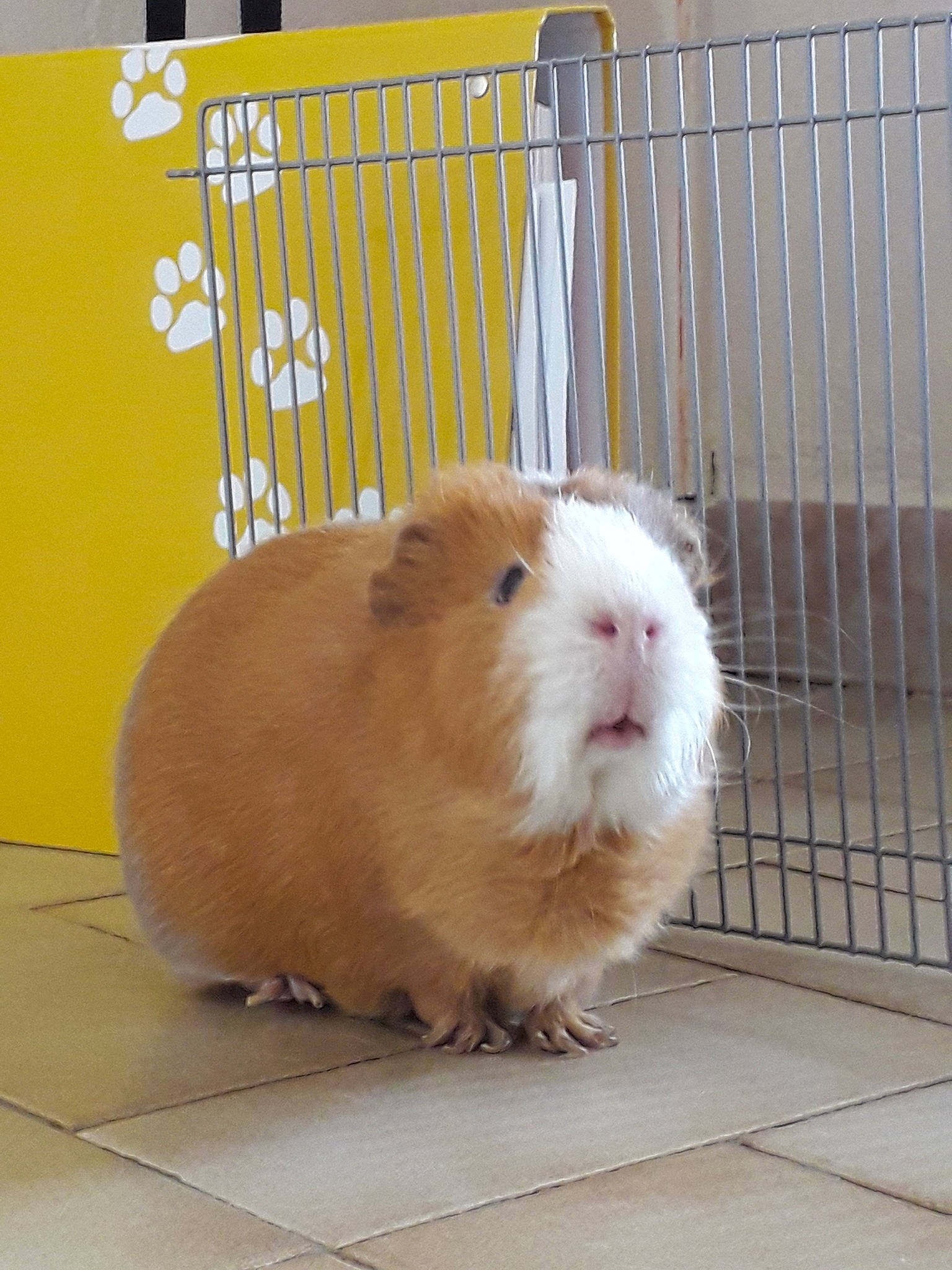 Prunel participe au concours pour gagner de l'argent avec cette photo : animal_shelter, cage, fawn, guinea_pig, hamster, mammal, rodent, snout, vertebrate, whiskers