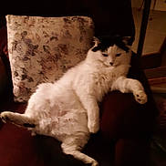 Mr Snickers is registered to the contest to win money with this photo: animal, armchair, black_and_white, cat, cozy, cushion, cute, domestic, feline, fluffy, furniture, home, indoor, living_room, pet, relaxed, resting, seated, sleepy, soft