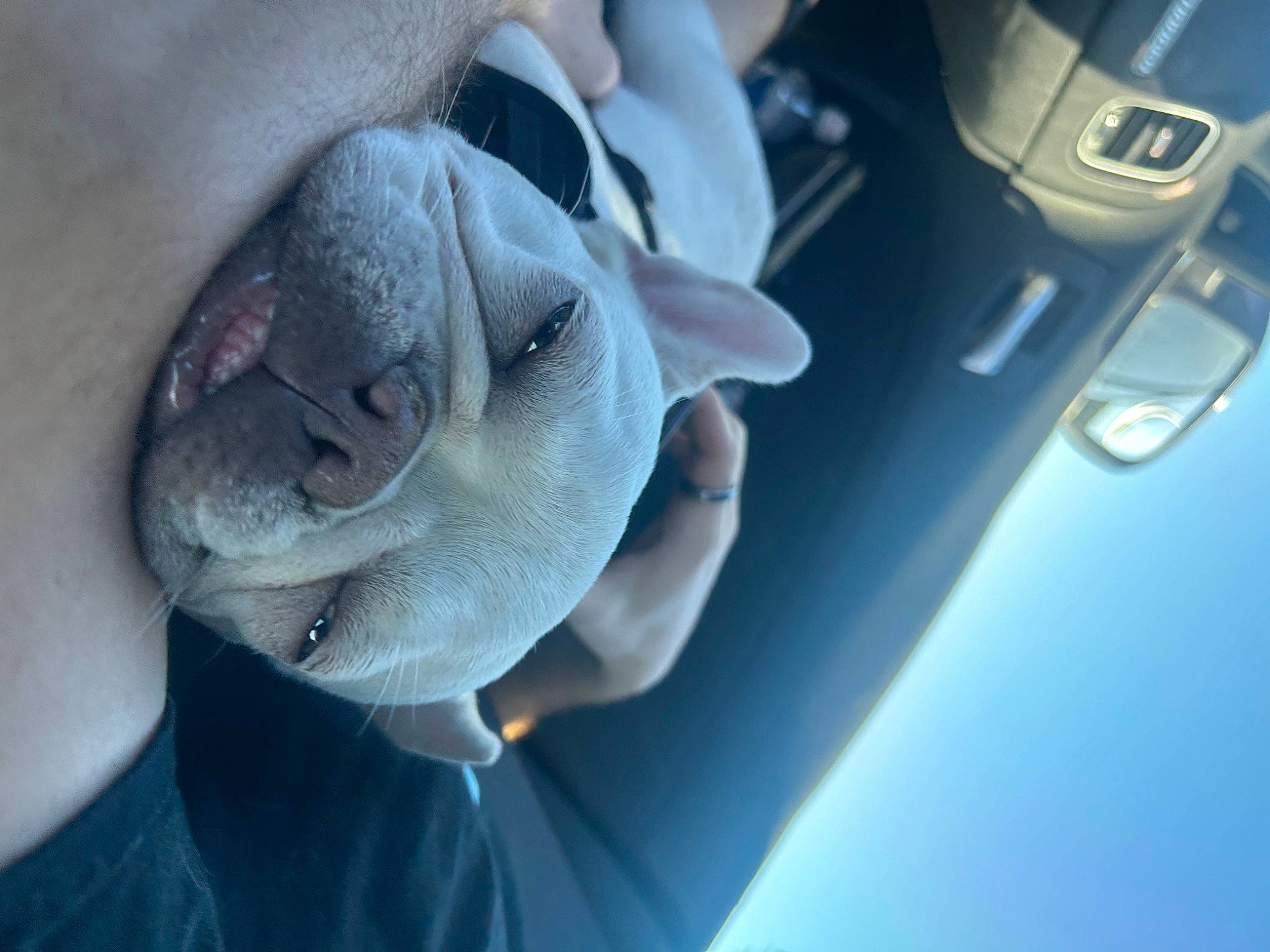 Ila is registered to the contest to win money with this photo: carnivore, dog, dog_breed, eye, eyewear, fawn, finger, gesture, glasses, head, human_body, jaw, nose, smile, snout, steering_wheel, sunglasses, vehicle_door, window, wrinkle