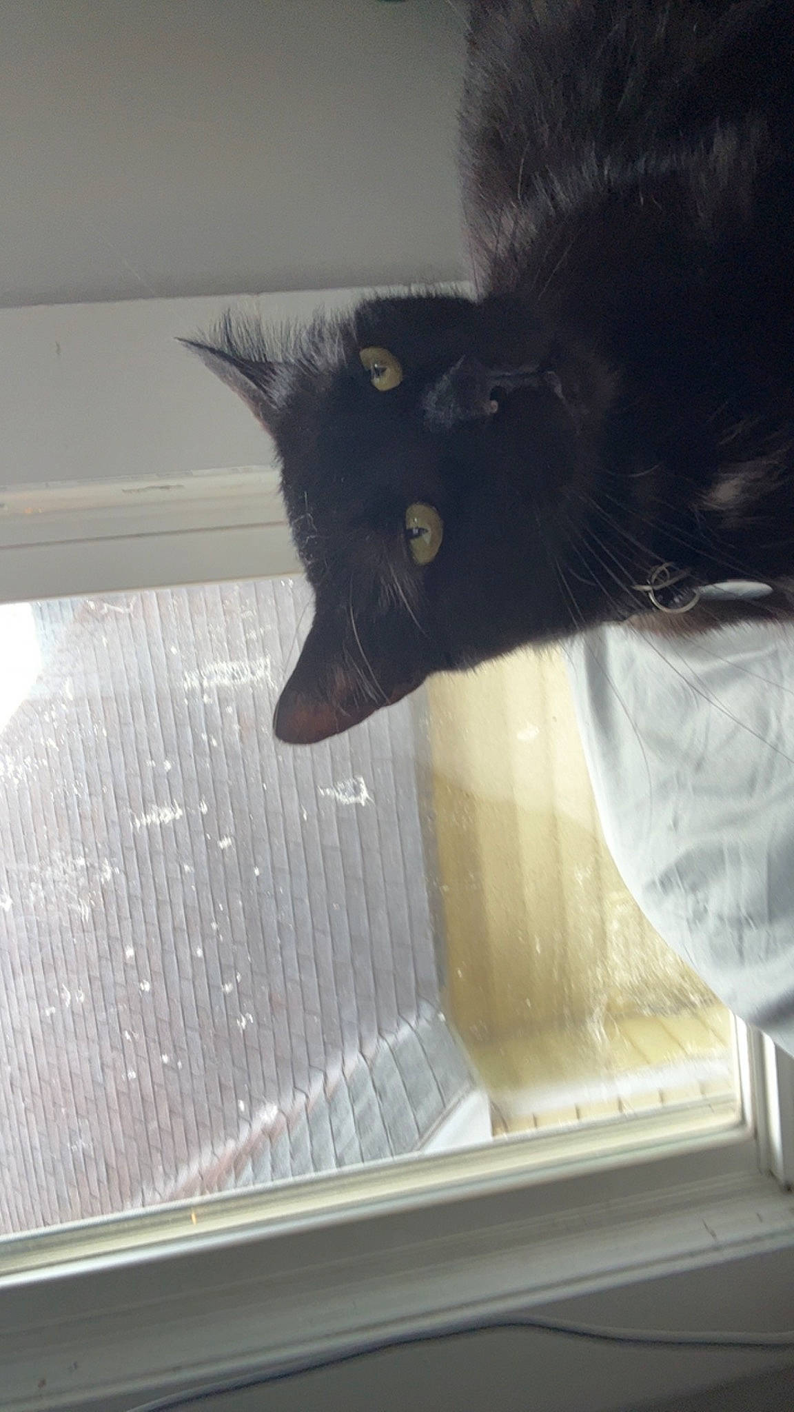 Rogue joined the competition — help win amazing prizes! black_cat, bombay, carnivore, cat, claw, domestic_short_haired_cat, felidae, flooring, fur, glass, hardwood, room, small_to_medium_sized_cats, snout, tail, tints_and_shades, vertebrate, whiskers, window, wood