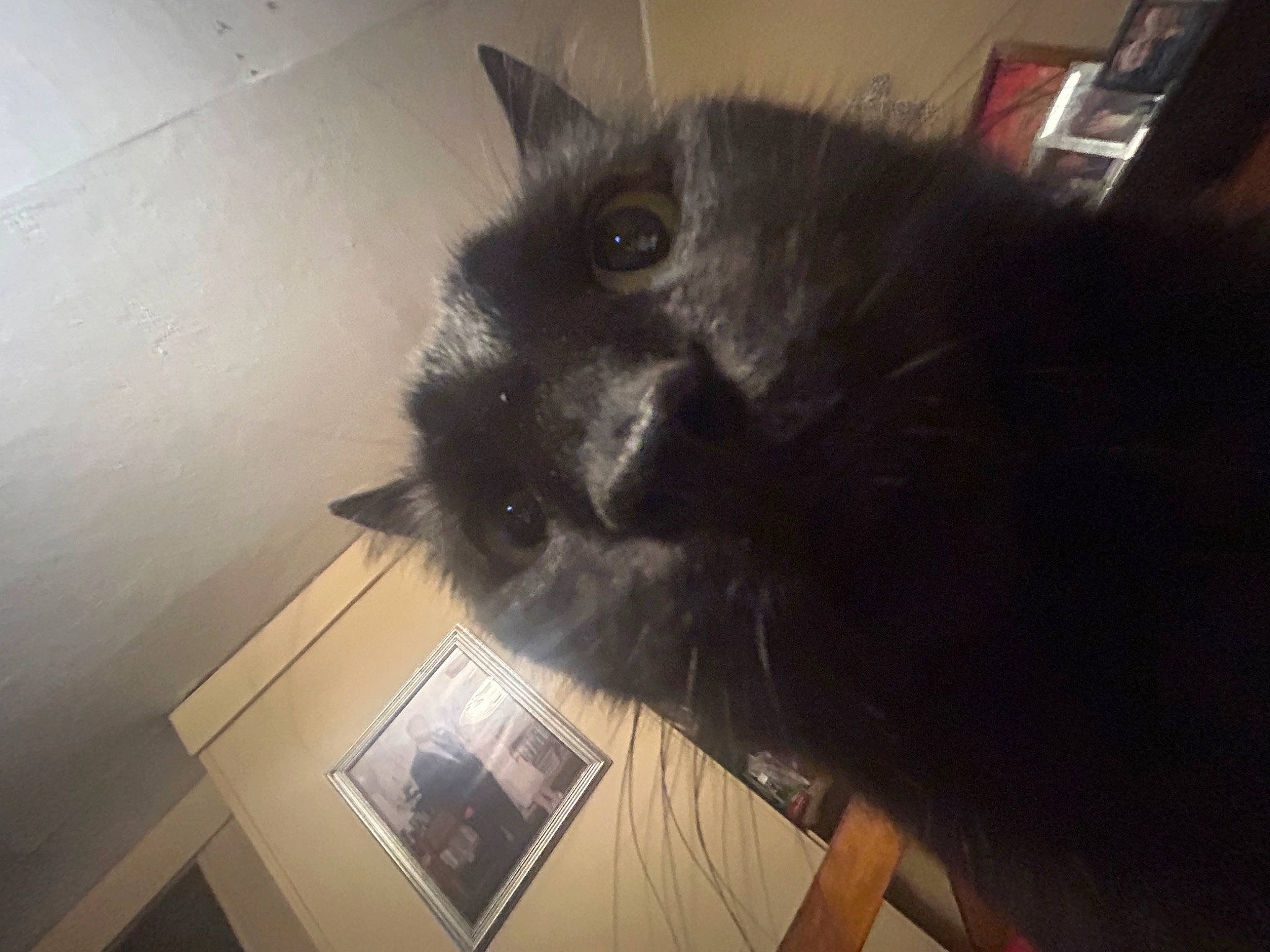 Rogue is registered to the contest to win money with this photo: black_cat, canidae, carnivore, cat, cloud, companion_dog, dog_breed, domestic_short_haired_cat, ear, felidae, flooring, fur, selfie, small_to_medium_sized_cats, snout, sporting_group, tail, whiskers