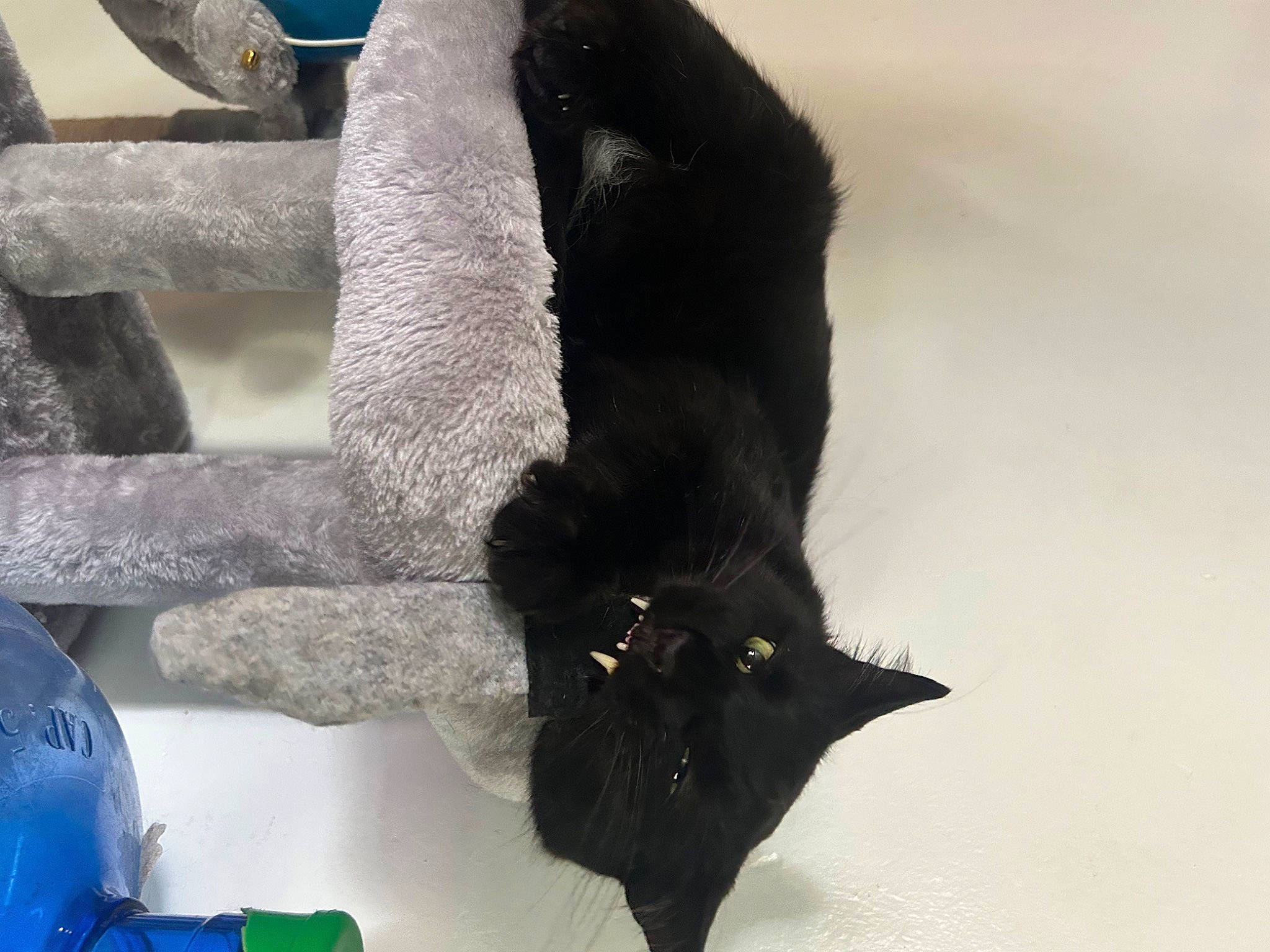 Rogue joined the competition — help win amazing prizes! black_cat, bombay, canidae, carnivore, cat, claw, dog_breed, domestic_short_haired_cat, felidae, fur, gesture, glove, human_leg, sleeve, small_to_medium_sized_cats, snout, sporting_group, tail, whiskers, window