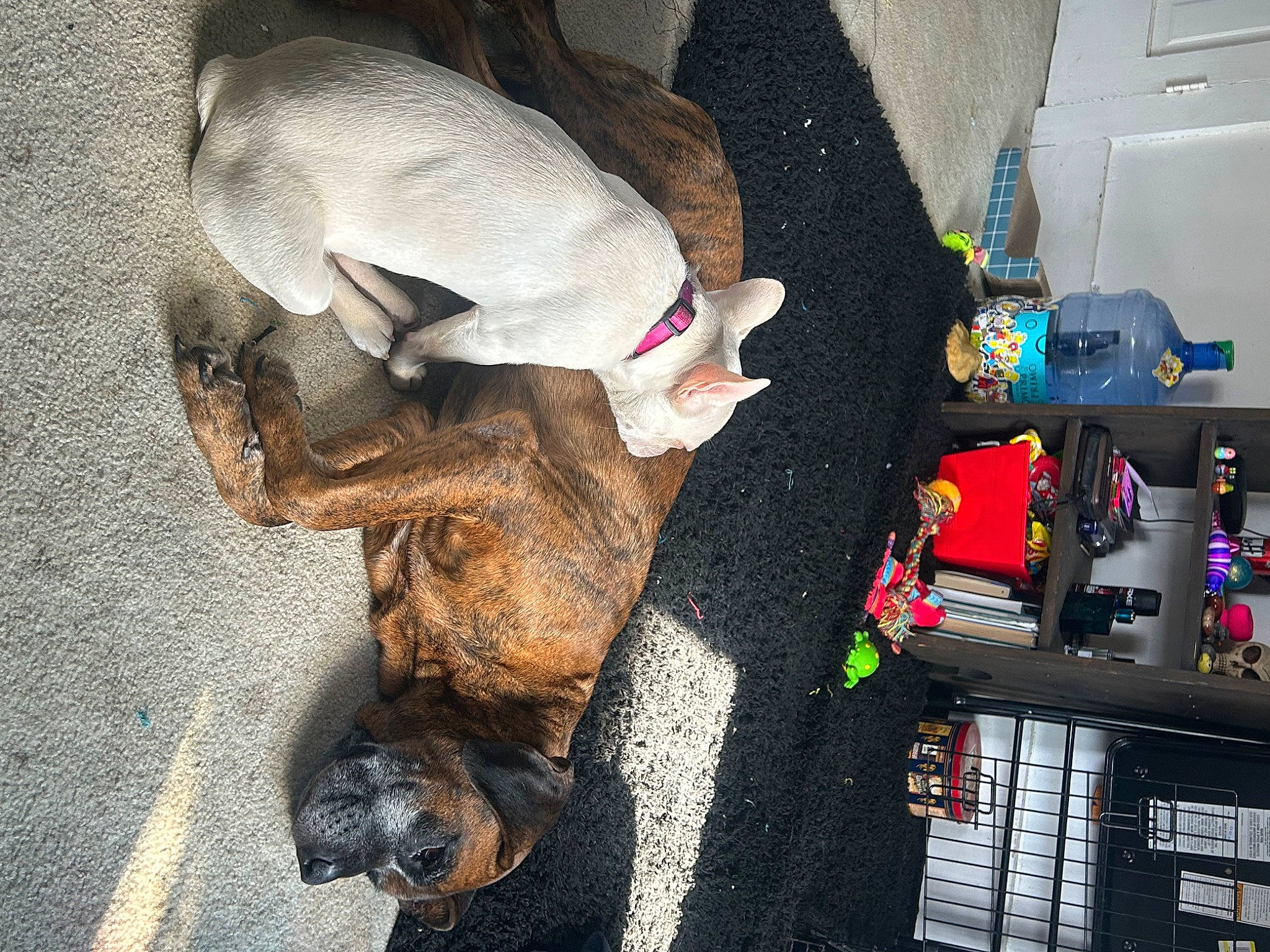 Vinny is registered to the contest to win money with this photo: canidae, carnivore, companion_dog, dog, dog_breed, fawn, fun, fur, hat, machine, snout, sporting_group, tail, toy, working_animal