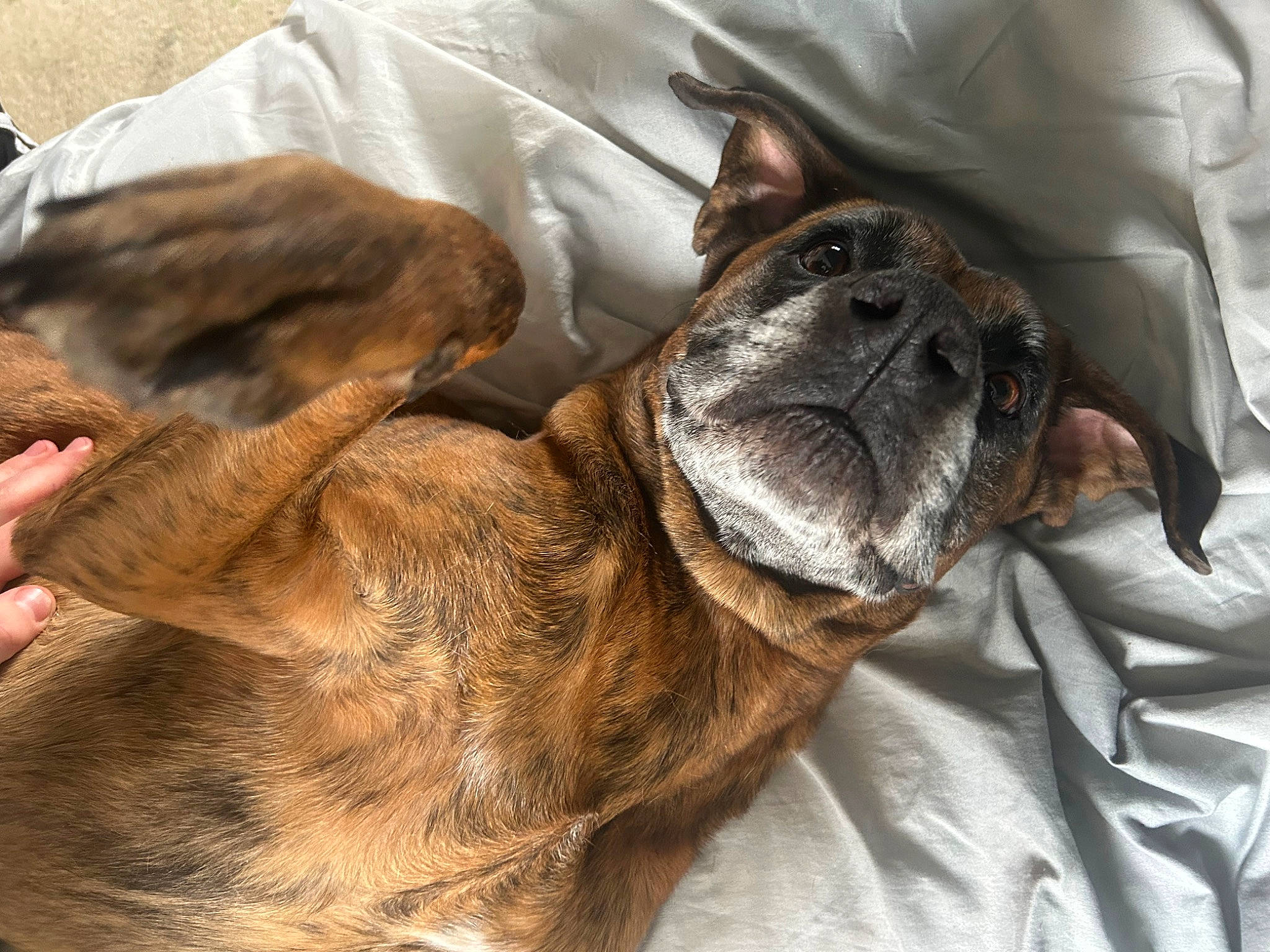 Vinny joined the competition — help win amazing prizes! canidae, carnivore, collar, comfort, companion_dog, dog, dog_breed, ear, fawn, felidae, fur, guard_dog, liver, nap, small_to_medium_sized_cats, snout, sporting_group, whiskers, working_animal, wrinkle