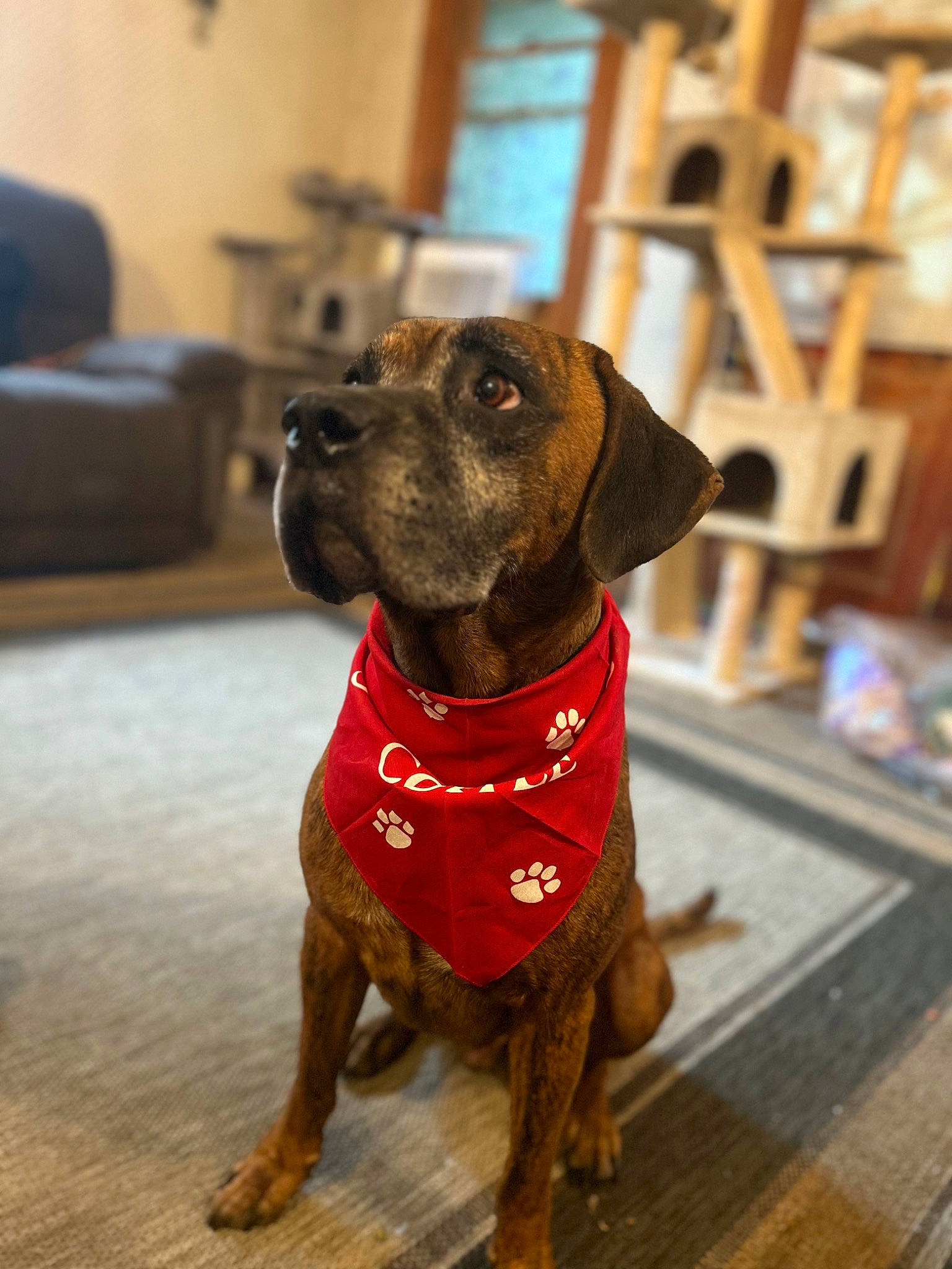 Vinny is registered to the contest to win money with this photo: canidae, carnivore, collar, companion_dog, dog, dog_breed, dog_collar, dog_supply, fawn, flooring, fur, hardwood, leash, liver, pet_supply, snout, sporting_group, whiskers, wood, working_animal
