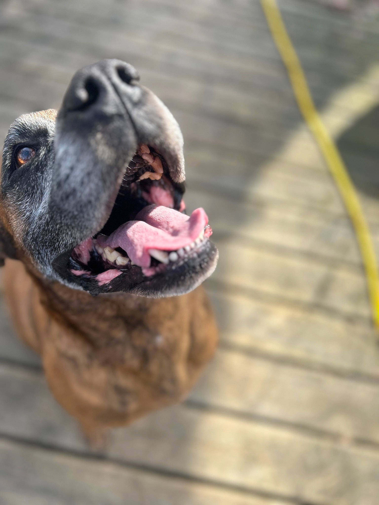 Vinny joined the competition — help win amazing prizes! canidae, carnivore, collar, companion_dog, dog, dog_breed, dog_collar, dog_supply, fawn, guard_dog, liver, pet_supply, snout, sporting_group, terrestrial_animal, whiskers, wood, working_animal, working_dog, wrinkle