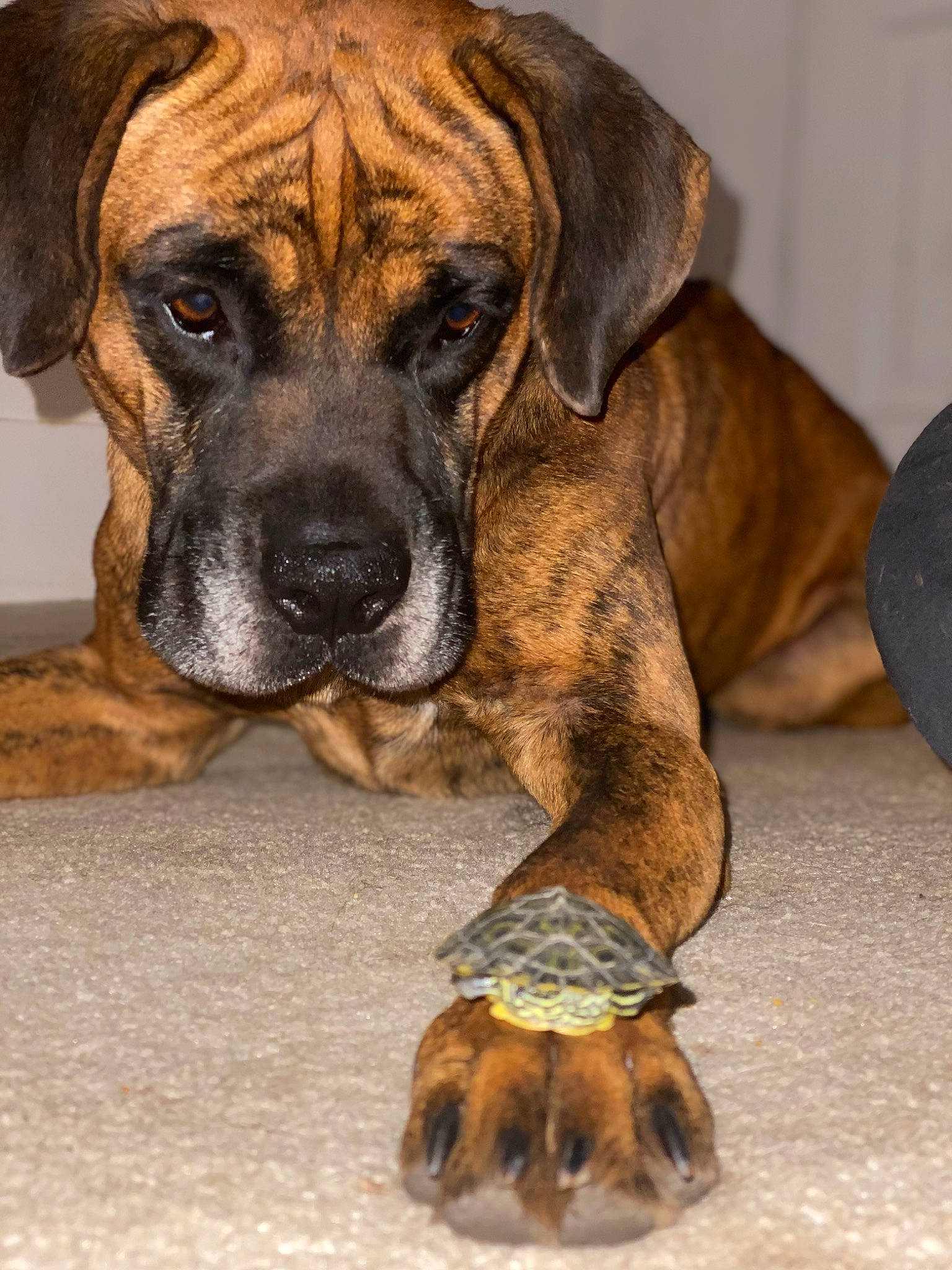 Vinny joined the competition — help win amazing prizes! ancient_dog_breeds, biting, bored, canidae, carnivore, collar, companion_dog, dog, dog_breed, fawn, giant_dog_breed, guard_dog, hunting_dog, liver, molosser, snout, sporting_group, working_animal, working_dog, wrinkle