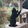 cat, black_cat, cat_tree, feather_toy, indoor, window, garden, plants, greenery, pet, feline, curious, scratching_post, furniture, animal, domestic_cat, playful, home, nature, daylight
