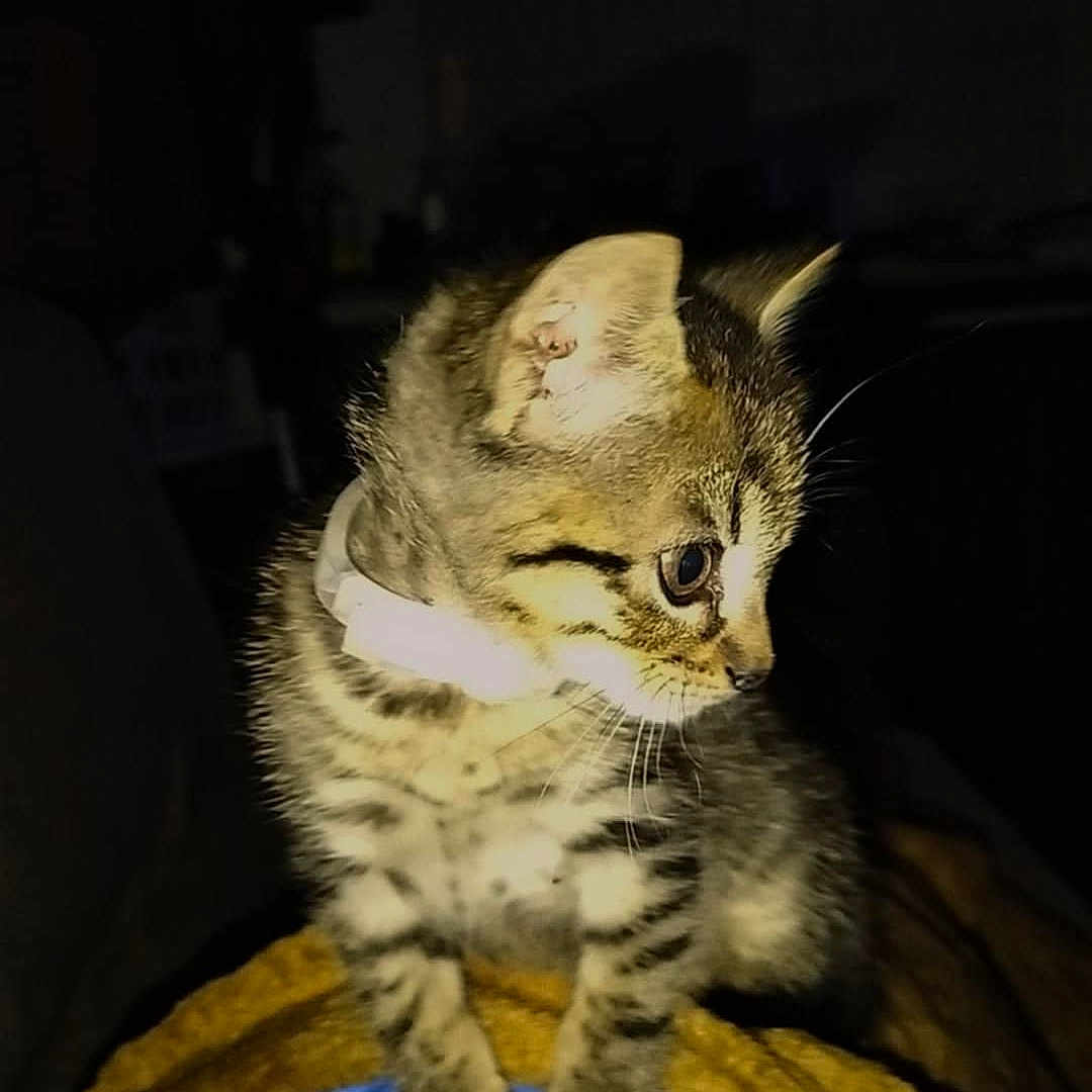 Félix a rejoint le concours — aidez-le/la à gagner de superbes lots ! animal, blanket, blue, brown, cat, collar, curious, cute, domestic, ears, feline, fur, indoor, kitten, paws, pet, small, tabby, whiskers, young