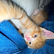 Garfield is registered to the contest to win money with this photo: kitten, cat, orange_cat, white_fur, paw, pink_nose, blue_denim, fabric, cushion, close_up, pet, animal, cute, playful, young, indoor, feline, fur, whiskers, relaxed