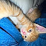 kitten, cat, orange_cat, white_fur, paw, pink_nose, blue_denim, fabric, cushion, close_up, pet, animal, cute, playful, young, indoor, feline, fur, whiskers, relaxed