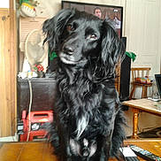 Aiko participe au concours pour gagner de l'argent avec cette photo : carnivoran, dog, dog_breed, dog_breed_group, dog_like_mammal, flat_coated_retriever, rare_breed_dog, spaniel, sporting_group