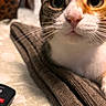 cat, close_up, pet, animal, feline, whiskers, blanket, indoor, curious, brown, white, orange, texture, remote_control, resting, eyes, face, cozy, soft, domestic