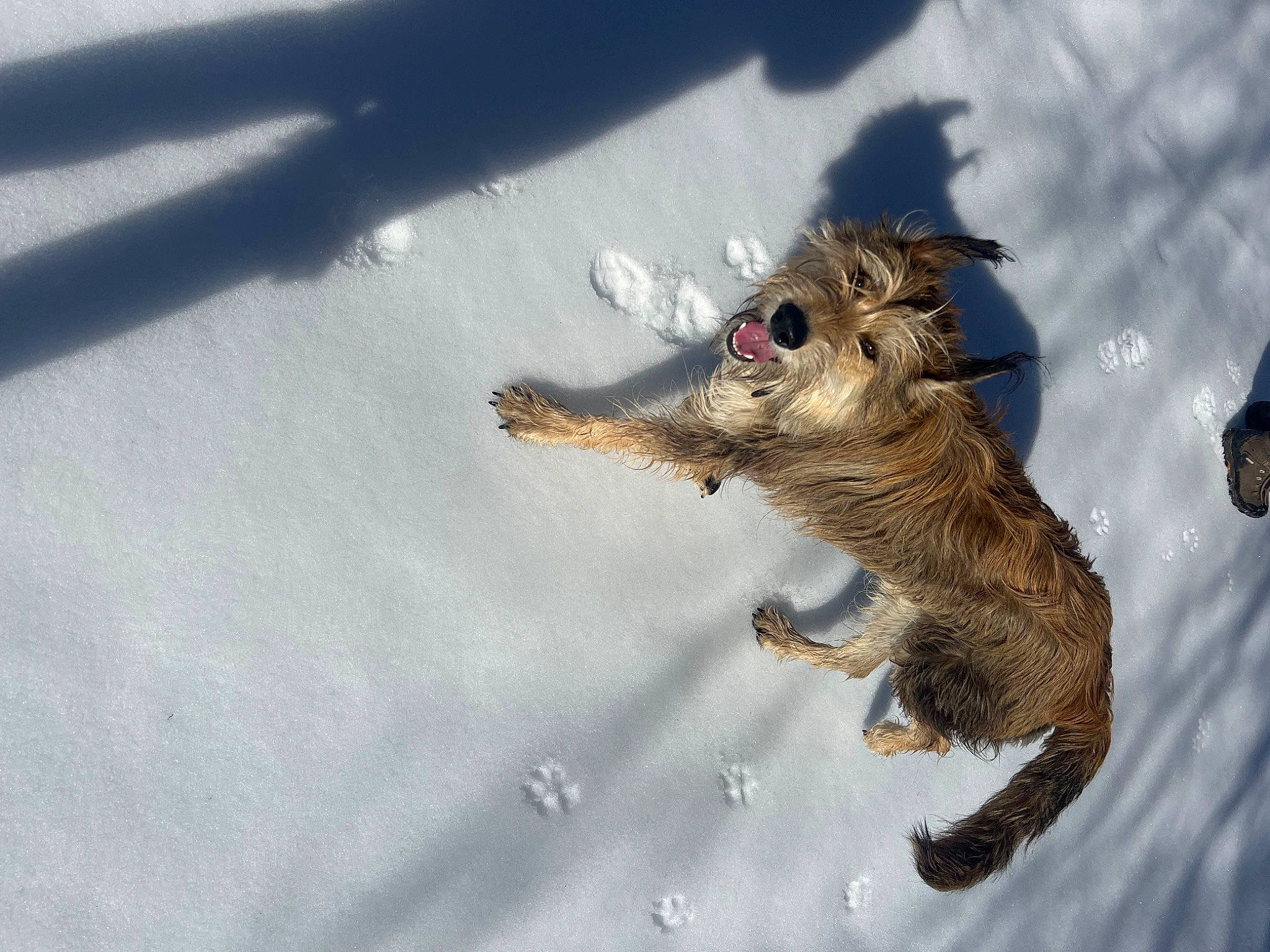 Wilco joined the competition — help win amazing prizes! amphibian, canidae, claw, fawn, felidae, fox_squirrel, fur, grey_squirrel, iguania, plant, reptile, rodent, snow, sporting_group, squirrel, tail, terrestrial_animal, tree, whiskers, winter