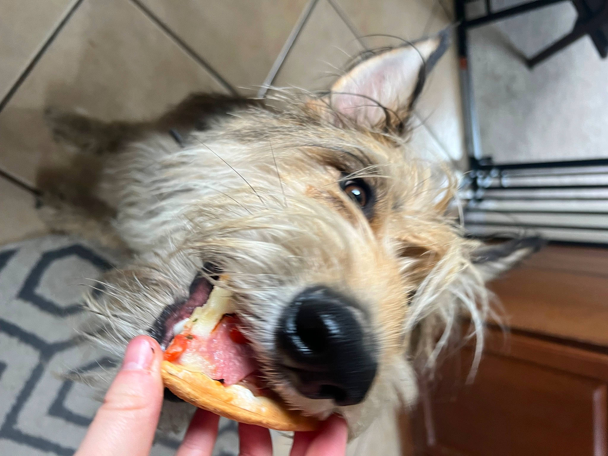 Wilco is registered to the contest to win money with this photo: ancient_dog_breeds, canidae, carnivore, collar, companion_dog, dog, dog_breed, event, fur, holiday, schnauzer, small_terrier, snout, sporting_group, terrier, wire_hair_fox_terrier, working_animal