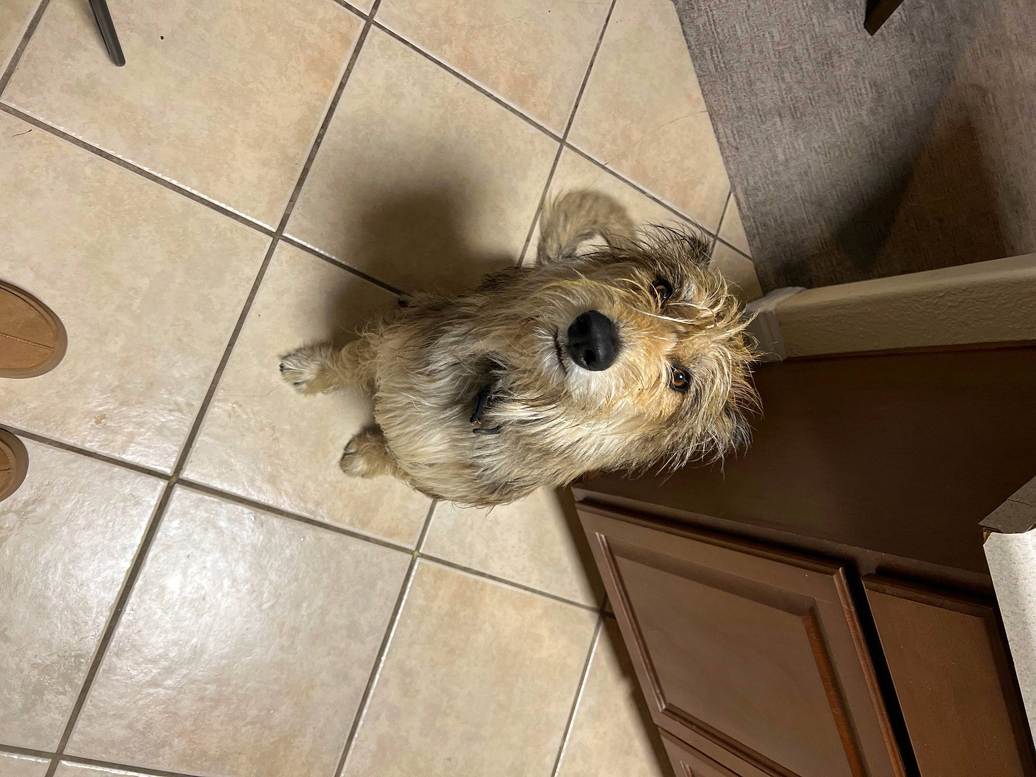 Wilco is registered to the contest to win money with this photo: carnivore, companion_dog, dog, dog_breed, fawn, felidae, floor, flooring, fur, hardwood, radio, rodent, small_to_medium_sized_cats, snout, sporting_group, tail, terrier, tile_flooring, whiskers, wood