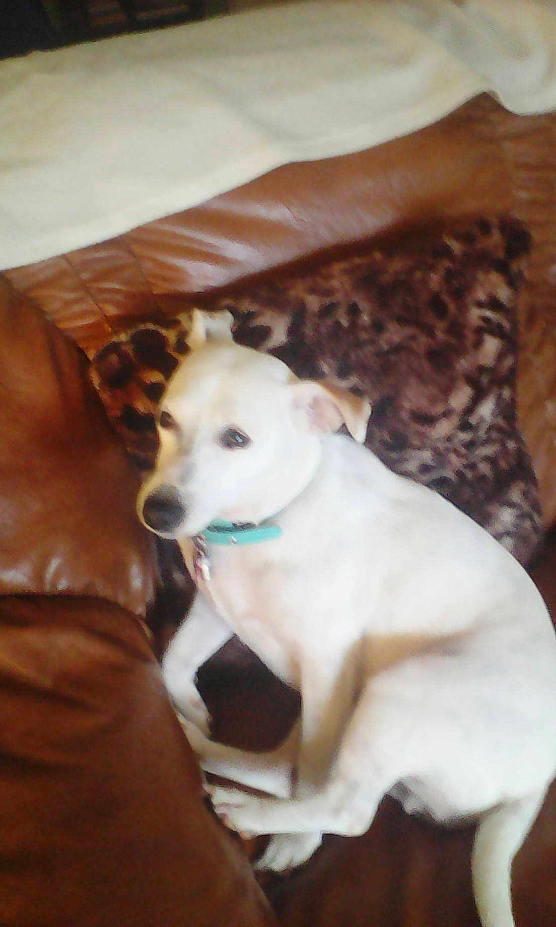 Heidi