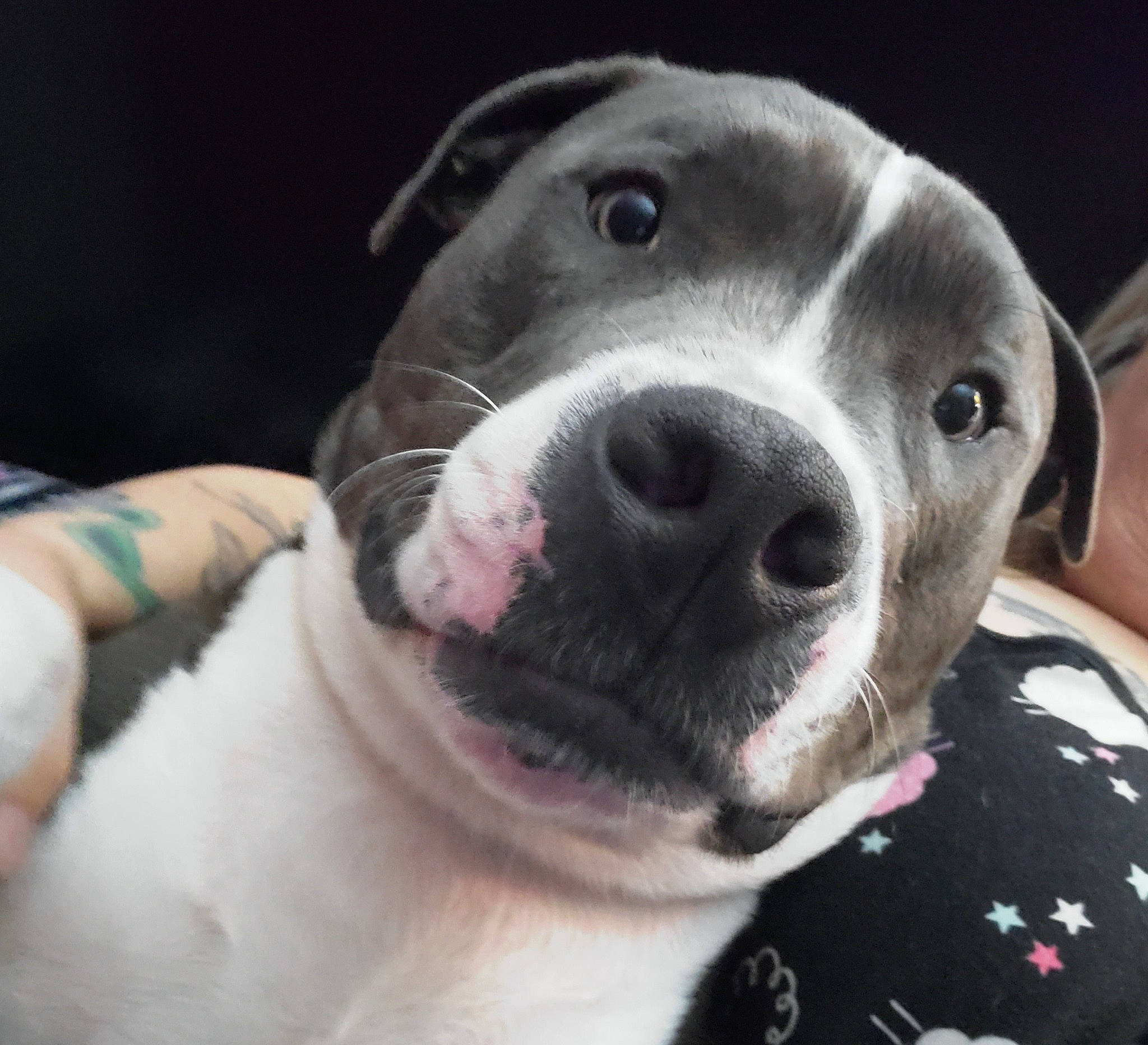 Roosevelt joined the competition — help win amazing prizes! canidae, carnivore, collar, companion_dog, dog, dog_breed, dog_collar, ear, fang, fawn, fur, metal, non_sporting_group, pet_supply, snout, terrestrial_animal, whiskers, working_animal