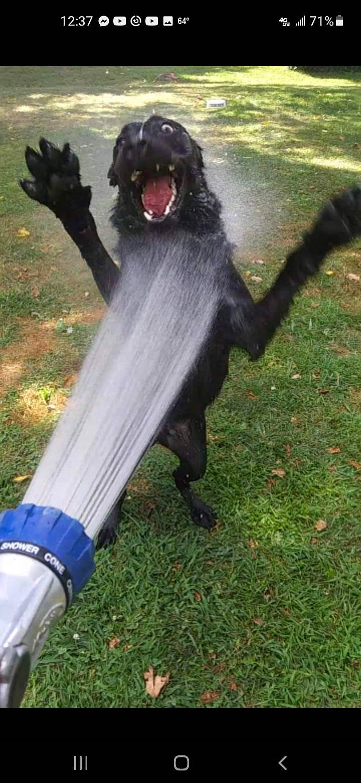 Mojo is registered to the contest to win money with this photo: canidae, carnivore, claw, companion_dog, dog_breed, fang, fur, glove, grass, leash, macaque, paw, primate, sitting, snout, sporting_group, tail, terrestrial_animal, working_dog, yawn