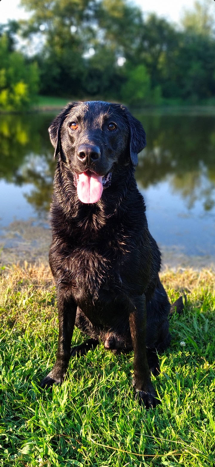 Mojo is registered to the contest to win money with this photo: borador, carnivore, companion_dog, dog, dog_breed, grass, gun_dog, labrador_retriever, lake, liver, plant, retriever, sporting_group, tail, terrestrial_animal, water, working_animal, working_dog