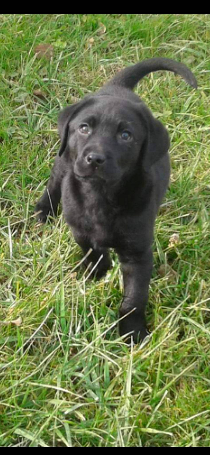 Mojo joined the competition — help win amazing prizes! borador, canidae, carnivore, companion_dog, dog, dog_breed, event, fur, grass, grassland, groundcover, gun_dog, hunting_dog, liver, plant, pointing_breed, retriever, sporting_group, terrestrial_animal, working_animal