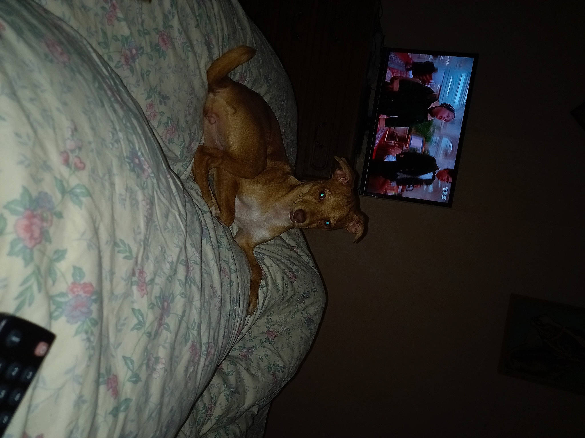 Bella participe au concours pour gagner de l'argent avec cette photo : brown, canidae, carnivore, cat, comfort, darkness, domestic_short_haired_cat, fawn, felidae, fur, linens, room, small_to_medium_sized_cats, tail, toy, visual_arts, wall, whiskers, wood