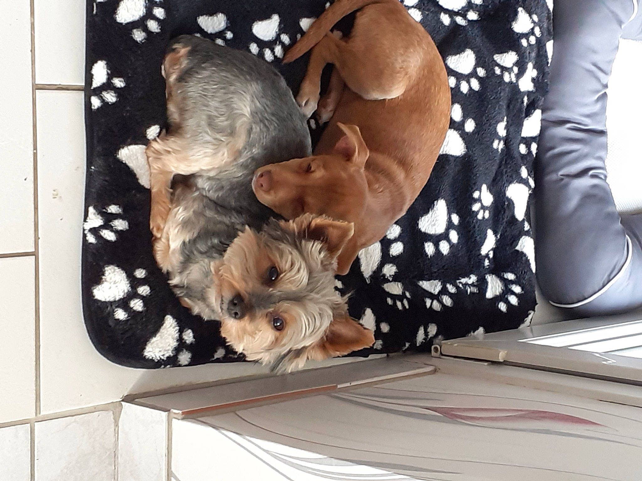 Bella a rejoint le concours — aidez-le/la à gagner de superbes lots ! art, automotive_exterior, automotive_window_part, comfort, design, fashion_accessory, fawn, feather, foot, human_leg, linens, nail, pattern, sitting, textile, vehicle_door, visual_arts, windshield, wood, wrist