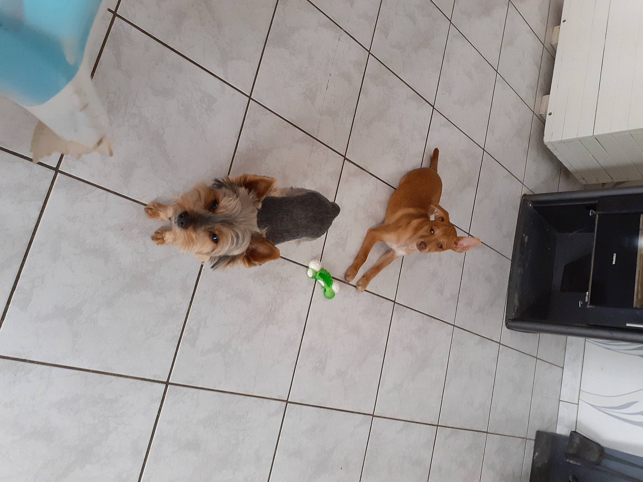 Bella participe au concours pour gagner de l'argent avec cette photo : animal_shelter, carnivore, companion_dog, dog, dog_breed, dog_supply, fawn, floor, flooring, fur, home_appliance, leash, line, liver, pet_supply, snout, sporting_group, tail, television, tile