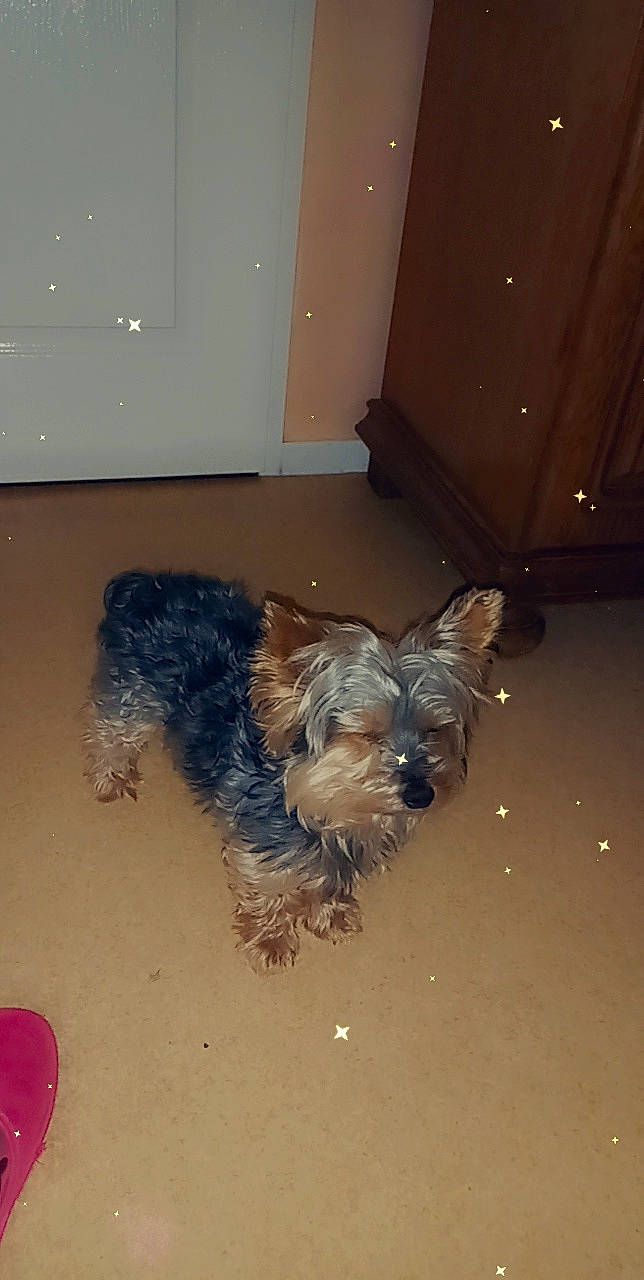 Kikinou participe au concours pour gagner de l'argent avec cette photo : canidae, carnivore, companion_dog, dog, dog_breed, dog_supply, fawn, floor, flooring, fur, hardwood, liver, mammal, small_terrier, snout, tail, terrier, toy_dog, working_animal, yorkipoo