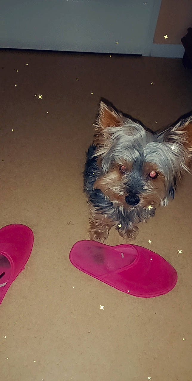 Kikinou a rejoint le concours — aidez-le/la à gagner de superbes lots ! australian_terrier, canidae, carnivore, companion_dog, dog, dog_breed, dog_clothes, dog_supply, fawn, fur, liver, paw, pet_supply, small_terrier, snout, sporting_group, terrier, toy_dog, yorkipoo, yorkshire_terrier