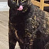 animal, cat, companion, curious, cute, domestic, feline, floor, fur, green_eyes, household, indoor, licking, mammal, pet, sitting, tongue_out, tortoiseshell, whiskers, wooden_chair