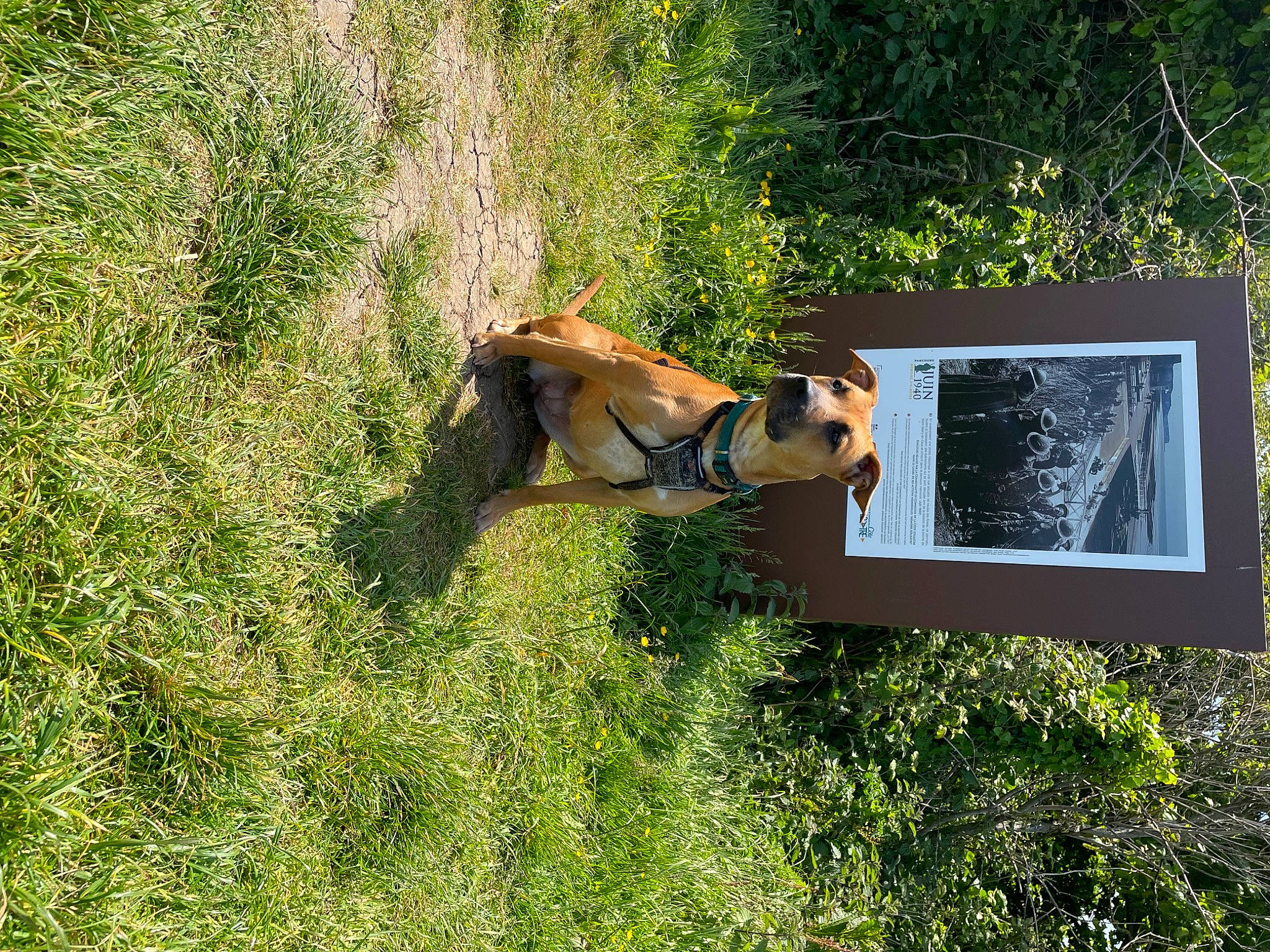 Vixy a rejoint le concours — aidez-le/la à gagner de superbes lots ! carnivore, companion_dog, dog, dog_breed, fawn, grass, grass_family, grassland, groundcover, landscape, pasture, people_in_nature, plant, plant_community, shrub, sporting_group, tail, tree, wildlife, working_animal