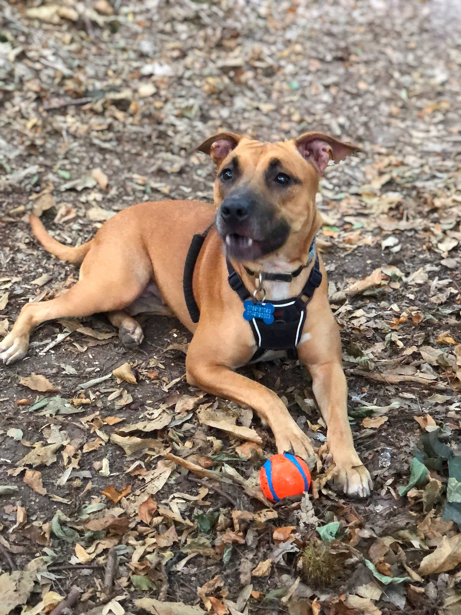 Vixy participe au concours pour gagner de l'argent avec cette photo : canidae, carnivore, collar, companion_dog, dog, dog_breed, dog_collar, dog_supply, fawn, hound, paw, pet_supply, plant, rampur_greyhound, snout, soil, sporting_group, terrestrial_animal, working_animal, working_dog