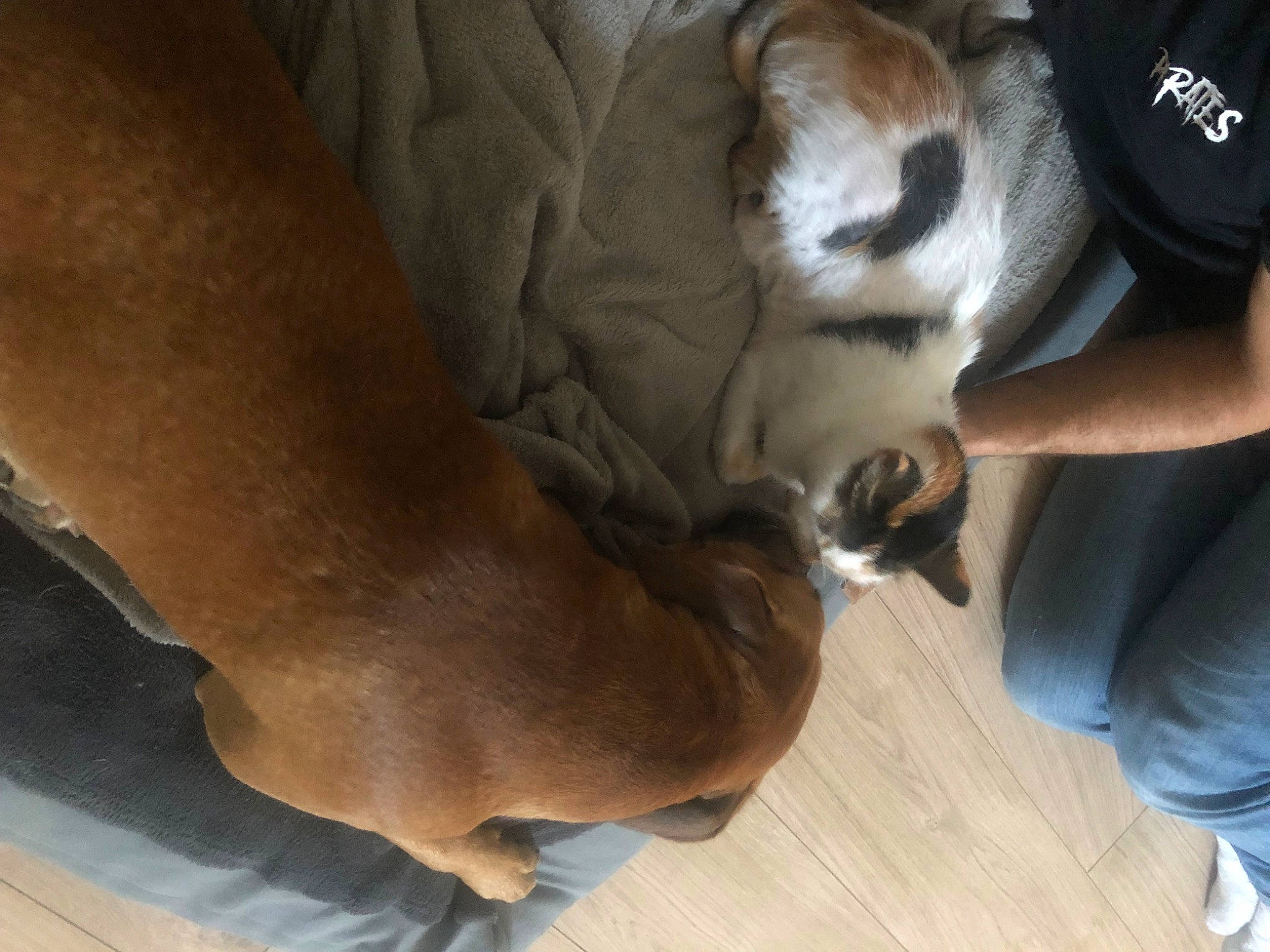 Vixy a rejoint le concours — aidez-le/la à gagner de superbes lots ! canidae, carnivore, comfort, companion_dog, dog, dog_breed, fawn, felidae, flooring, fur, hardwood, human_leg, paw, small_to_medium_sized_cats, snout, sporting_group, tail, whiskers, wood, working_animal