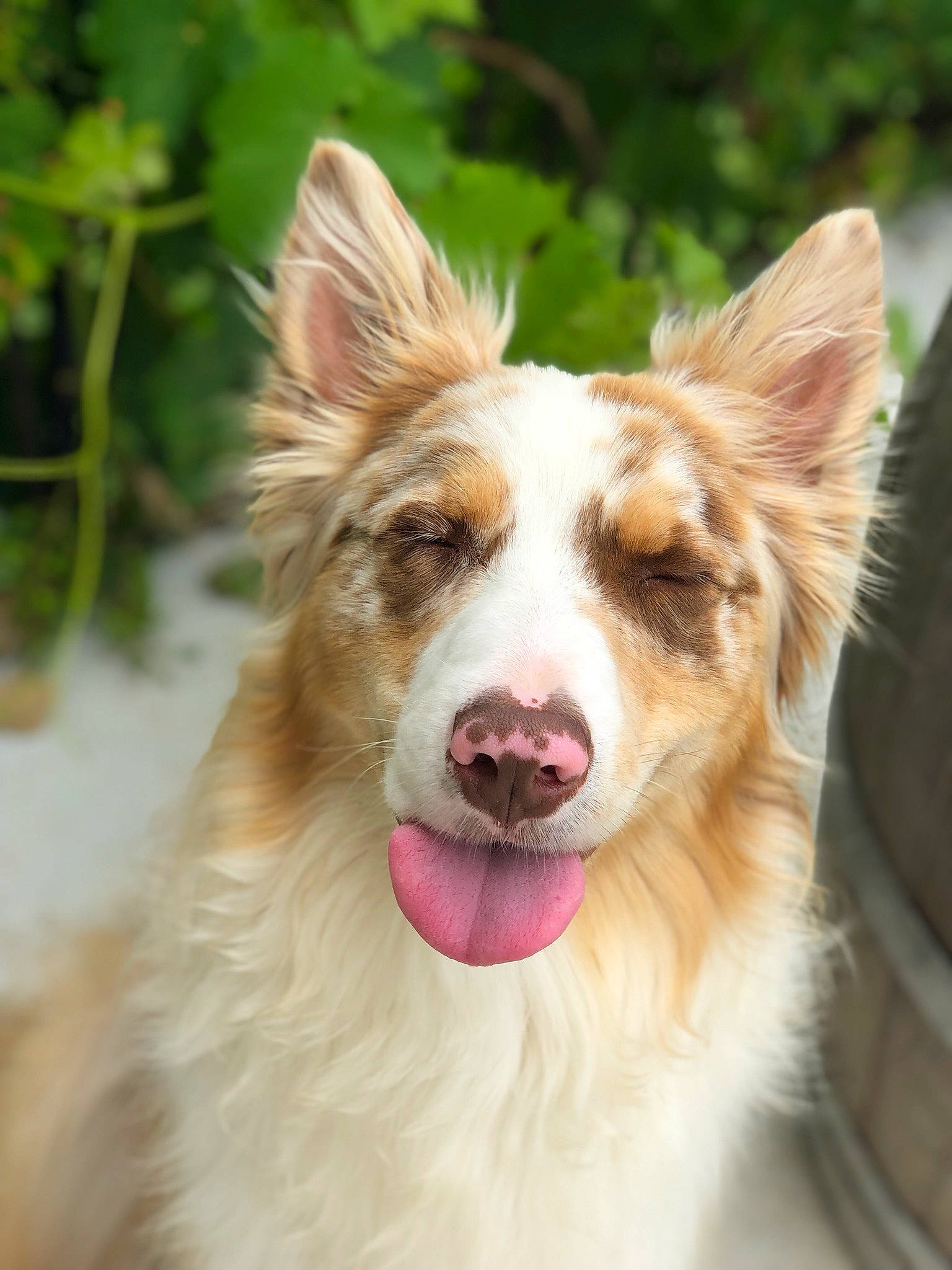 Doug a rejoint le concours — aidez-le/la à gagner de superbes lots ! australian_collie, australian_shepherd, basque_shepherd_dog, border_collie, canidae, carnivore, collie, companion_dog, dog, dog_breed, ear, ibizan_hound, mammal, rare_breed_dog, rough_collie, scotch_collie, snout, vertebrate, welsh_sheepdog, working_dog