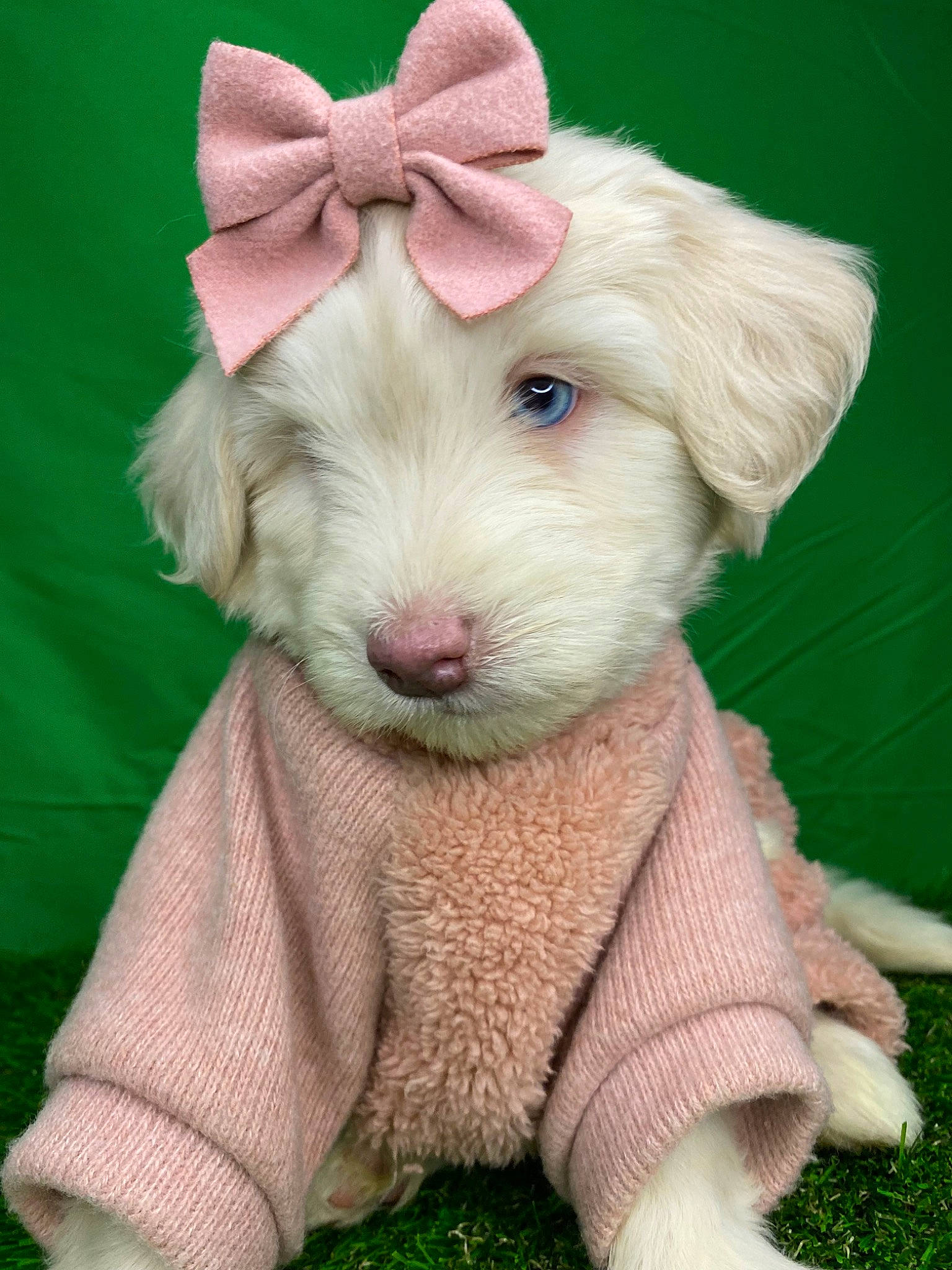 Evee joined the competition — help win amazing prizes! canidae, carnivore, companion_dog, dog, dog_breed, dog_clothes, dog_supply, ear, fawn, grass, liver, mythical_creature, pet_supply, pink, snout, sporting_group, terrestrial_animal, toy, toy_dog, working_animal