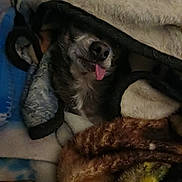 Coco joined the competition — help win amazing prizes! dog, blanket, tongue, cozy, fur, resting, snuggled, indoor, sleepy, pile, warm, comfort, cute, pet, animal, napping, fur_texture, relaxed, soft, covered
