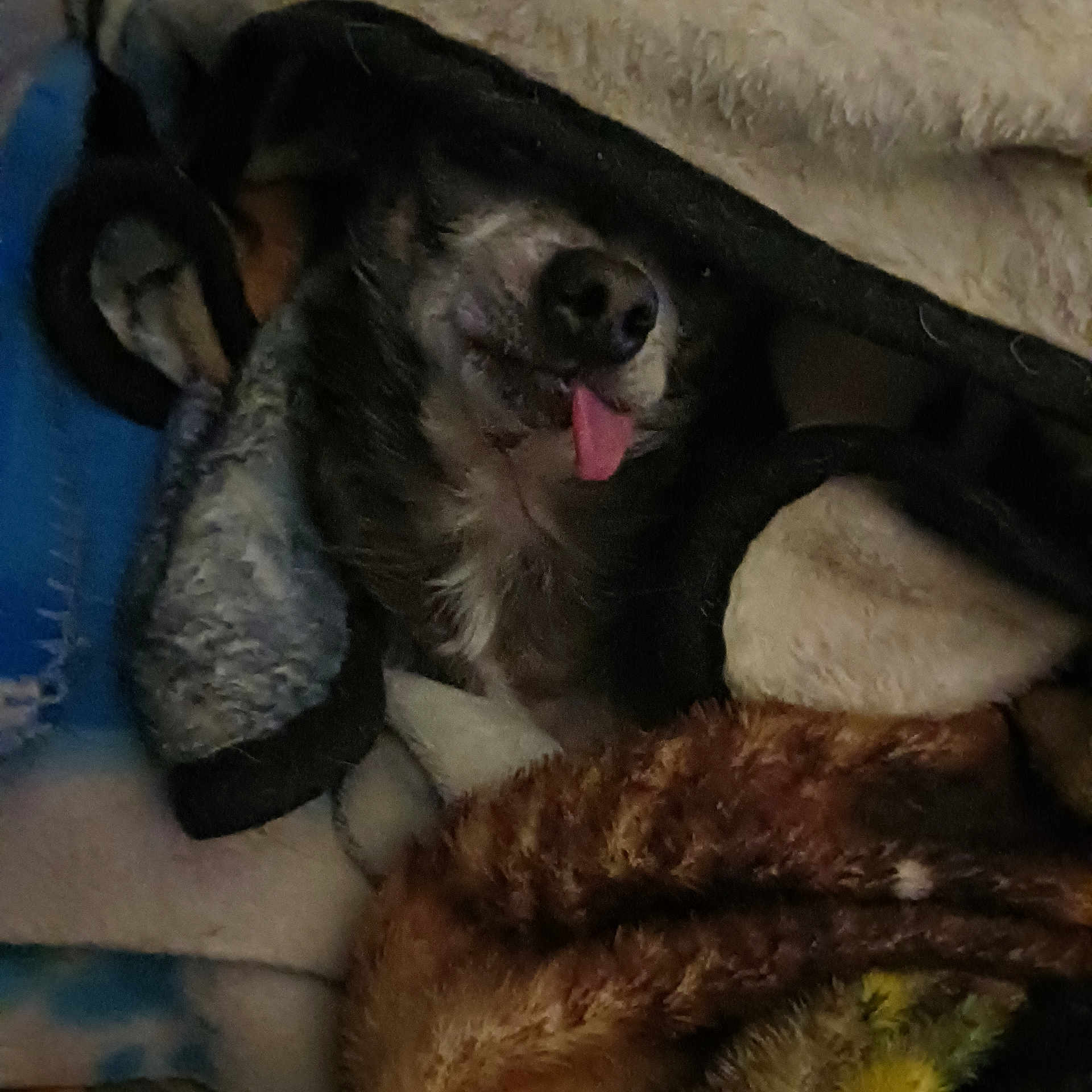 Coco joined the competition — help win amazing prizes! dog, blanket, tongue, cozy, fur, resting, snuggled, indoor, sleepy, pile, warm, comfort, cute, pet, animal, napping, fur_texture, relaxed, soft, covered