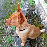 Roki participe au concours pour gagner de l'argent avec cette photo : accessories, animal, canine, dog, grass, herbal, herbs, hound, leash, outdoors, path, pet, plant, puppy, road, rock, sidewalk, slate, strap, walkway