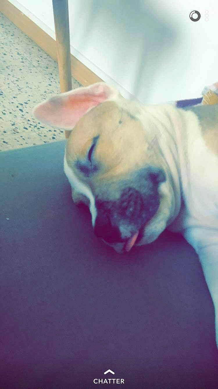 Tao participe au concours pour gagner de l'argent avec cette photo : bulldog, canidae, carnivore, cloud, comfort, companion_dog, dog, dog_breed, ear, fawn, flooring, nap, paw, snout, sporting_group, tail, terrestrial_animal, toy_dog, whiskers, wrinkle