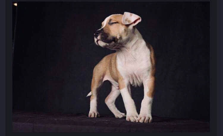 Tao a rejoint le concours — aidez-le/la à gagner de superbes lots ! ancient_dog_breeds, canidae, carnivore, companion_dog, darkness, dog, dog_breed, dog_supply, fawn, non_sporting_group, rectangle, sporting_group, tail, terrestrial_animal, toy_dog, whiskers, wildlife, working_animal