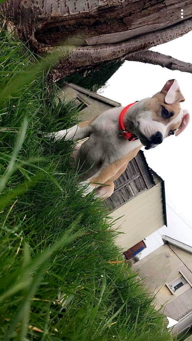 Tao a rejoint le concours — aidez-le/la à gagner de superbes lots ! canidae, carnivore, collar, companion_dog, conifer, dog, dog_breed, eyewear, fawn, felidae, grass, plant, small_to_medium_sized_cats, snout, sporting_group, tail, terrestrial_plant, whiskers, window, working_animal