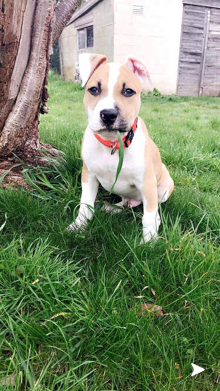 Tao participe au concours pour gagner de l'argent avec cette photo : ball, carnivore, collar, companion_dog, dog, dog_breed, dog_collar, dog_supply, fawn, grass, guard_dog, lawn, non_sporting_group, plant, sporting_group, tail, tree, whiskers, working_animal, yard