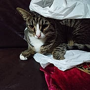 Besboussa a rejoint le concours — aidez-le/la à gagner de superbes lots ! animal, black, brown, cat, close_up, couch, curious, domestic_cat, feline, indoor, leather, pet, plastic_bag, red_fabric, relaxed, resting, striped, tabby, whiskers, white_paws