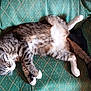 animal, cat, chair, comfortable, cozy, cute, domestic, feline, fur, green, indoor, pattern, paws, pet, relaxed, resting, sleeping, tabby, tail, whiskers