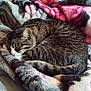 cat, tabby, sleeping, blanket, cozy, fur, pet, domestic_animal, resting, curled_up, indoor, soft_texture, striped, tail, whiskers, cute, relaxation, warm, feline, nap